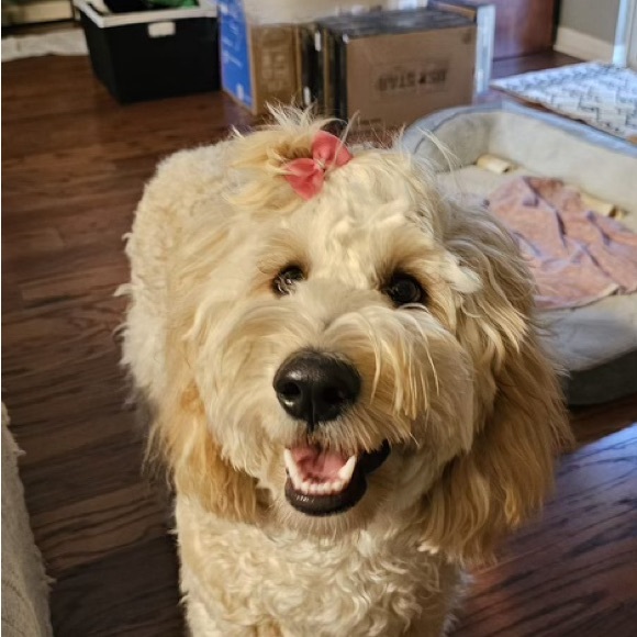 Jack Rogers Ronnie Boots Size 8 Brand New - Picture 4 of 12